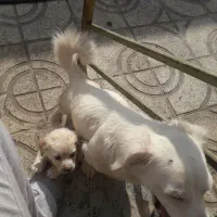 واگذاری سگ پاکوتا|سگ|شهریار, دهشاد بالا|دیوار