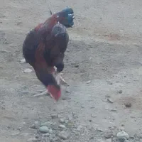 خروس نسل دار