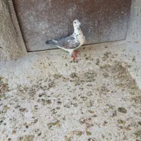ماده گلی سینه سفید