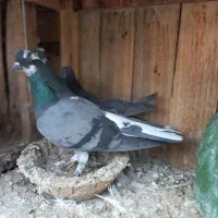 کفتر کبوتر|پرنده|قم, ولیعصر|دیوار