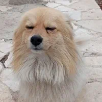 سگ پالمر|سگ|خمین, |دیوار