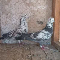 کفتر پرشی|پرنده|قم, آذر (نکویی)|دیوار
