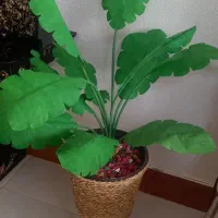 گل مصنوعی لمسی برگ انجیری|گل مصنوعی|شاهین‌شهر, شهرک گلدیس|دیوار