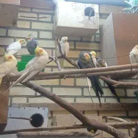 عروس های مولد دستی