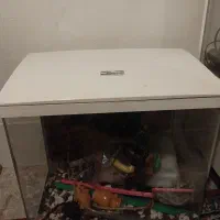 دو عدد آکواریوم.شرکتی.۶۰در ۶۰..و اون یکی ۶۰در ۵۰|ماهی|گلپایگان, |دیوار