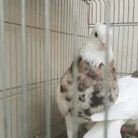 طوقی هفترنگ