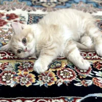 بچـه پیشی