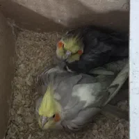 عروس هلندی نر و ماده|پرنده|اهواز, کوی طلاب|دیوار