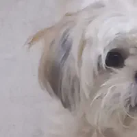 سگ تربیت شده و بسیار بغلی|سگ|چمران, |دیوار