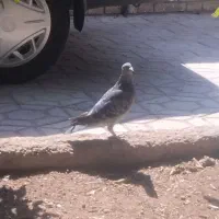 گرفتنی|پرنده|شیراز, لاله|دیوار
