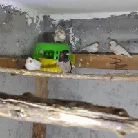 فنچ بنگالی و زبرا|پرنده|نور, |دیوار