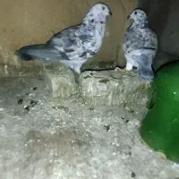 جفت کبوتر بزک سینه سفید|پرنده|شیراز, شیخ علی چوپان|دیوار