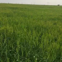 اجاره-زمین-کشاورزی-5هکتار