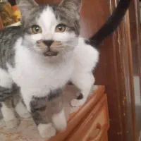 واگذاری  گربه پنج ماه|گربه|قزوین, |دیوار