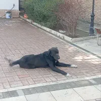 توله سرابی|سگ|شاندیز, |دیوار