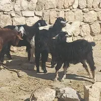 چپش