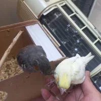 جوجه عروس سرلاکی|پرنده|اهواز, کوی جانبازان(دانش)|دیوار