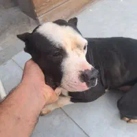 پیت بول نر ۲ ساله