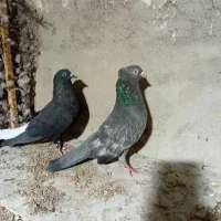 کفتر شکار تیرماه