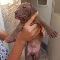 سگ خوش هیکل پیت بول puppy (chocolate & yellow)