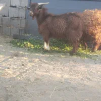 گوسفند فروشی