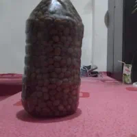 زیتون