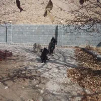 توله سگ ژرمن شپرددوماهه نر و ماده