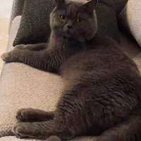 واگذاری گربه|گربه|نیشابور, دارایی|دیوار