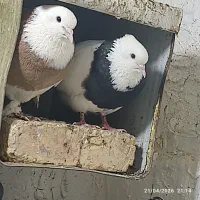 جفت نرماده طوقی