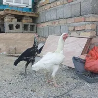 مرغ خروس جوجه مرغ