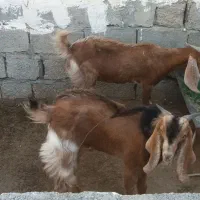 کهره نر و ماده