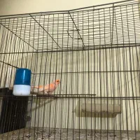 انواع قناری نر همه یکساله همگی بخوان|پرنده|گرگان, |دیوار