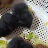 بچه همستر|موش و خرگوش|کرمان, |دیوار