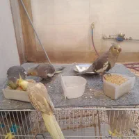 عروس هلندی کاملا دستی