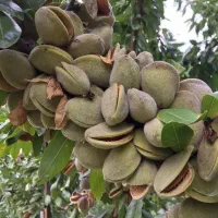 نهال بادام زودبازده و پربار|خدمات باغبانی و درختکاری|کوهدشت, |دیوار