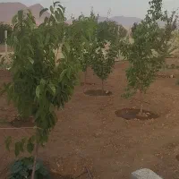 زمین باغی فنس کشی باغات روستای سیرکند