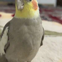 عروس هلندی گمشده|حیوانات|داراب, |دیوار