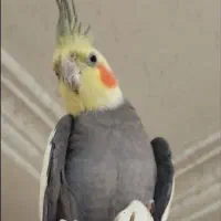 جفت طوطی عروس