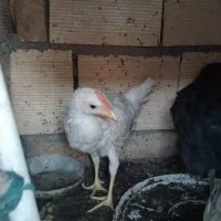 جوجه محلی فروشی