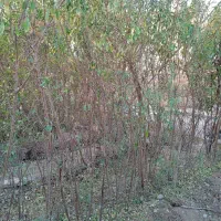 بادام   دیم دوساله