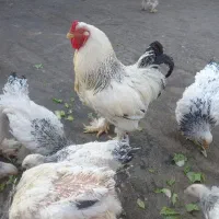 تخم مرغ برهما