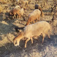 میش وبره چینی|حیوانات مزرعه|بیلوار, |دیوار