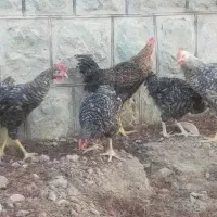 مرغ و خروس نژاد پیلوت راک آمریکایی|حیوانات مزرعه|تهران, آبشار تهران (دریاچه)|دیوار