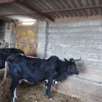 دوراس گاو دورگ محلی درجه یک