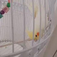 عروس هلندی|پرنده|سبزوار, باهنر|دیوار