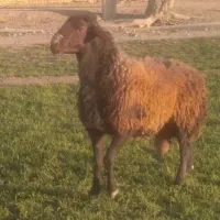 قوچ دو ساله نژاد افشاری