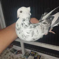 کبوتر بلژیکی جفت کن نرو ماده|پرنده|ری, جوانمرد قصاب|دیوار