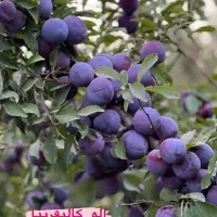 نهال گیلاس وآلو|خدمات باغبانی و درختکاری|سنندج, |دیوار