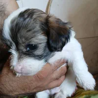 سگ پامر شیتزو|سگ|سیرجان, |دیوار