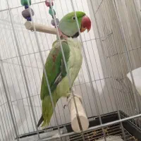 شاه طوطی|پرنده|ماکو, |دیوار
